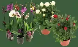 E-Center Topfrose Angebot