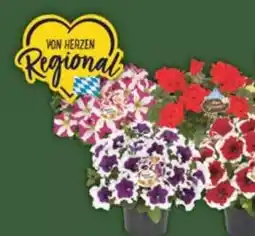 E-Center Petunien Mix Kaiserschatzi Angebot