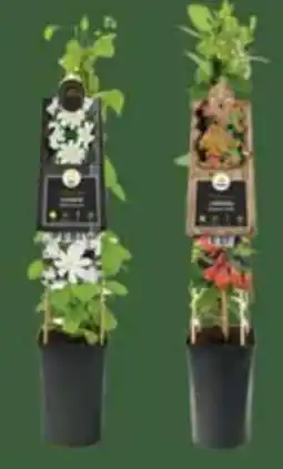 E-Center Kletterpflanzen Angebot