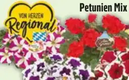 Edeka Petunien Mix Kaiserschatzi Angebot