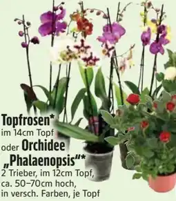 Edeka Topfrose Angebot