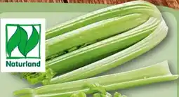 REWE Rewe Bio Staudensellerie Angebot