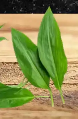 Edeka Edeka Bio Bärlauch Angebot