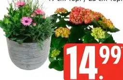 Edeka Bepflanzter Topf Angebot
