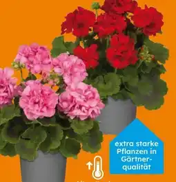 Globus Baumarkt Geranien Angebot