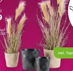 Mömax Übertopf Cashmere Angebot