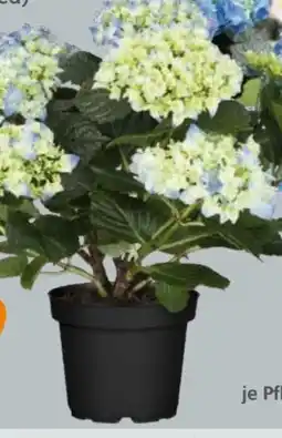 Globus Baumarkt Hortensie Angebot
