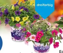 Globus Baumarkt Petunien Trio Angebot