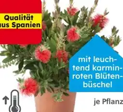 Globus Baumarkt Zylinderputzer-Busch Angebot