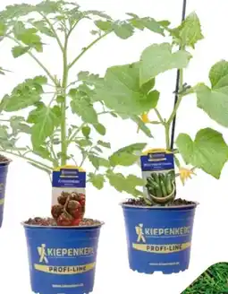 Globus Baumarkt Kiepenkerl Tomaten- und Gurkenpflanzen Angebot