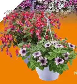 Globus Baumarkt Ampelpflanzen Angebot