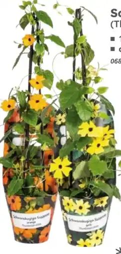 Globus Baumarkt Schwarzäugige Susanne Angebot