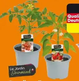 Globus Baumarkt Gemüsepflanzen Angebot