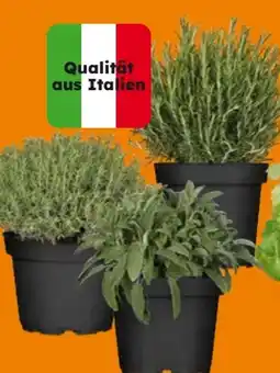 Globus Baumarkt Mediterrane Gewürzkräuter Angebot