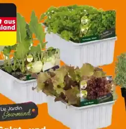 Globus Baumarkt Salat- und Gemüsesetzlinge Angebot