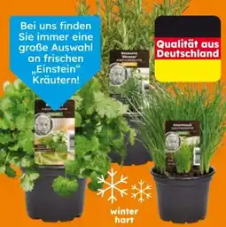 Globus Baumarkt Gewürzkräuter Kräuter der Provence Angebot