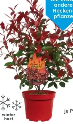 Globus Baumarkt Glanzmispel Angebot