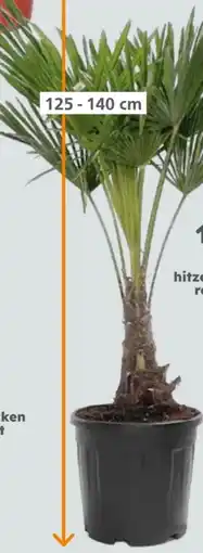 Globus Baumarkt Hanfpalme Angebot