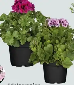 Globus Baumarkt Edelgeranien Angebot