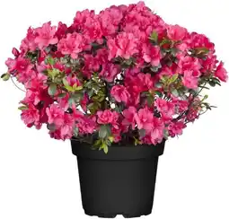 Globus Baumarkt Japanische Azaleen Angebot