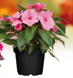 Globus Baumarkt Edellieschen Angebot