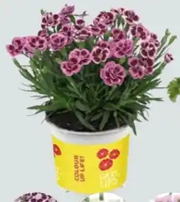 Globus Baumarkt Nelke Angebot