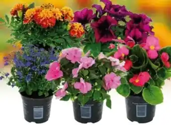 Globus Baumarkt Beet- und Balkonpflanzen Angebot