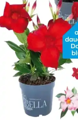 Globus Baumarkt Dipladenie Angebot