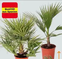 Globus Baumarkt Mediterraner Palmen Angebot