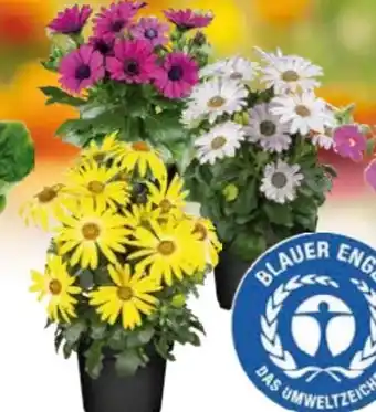 Globus Baumarkt Kapkörbchen Angebot