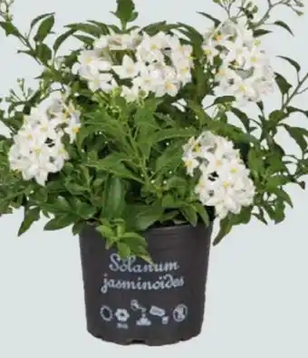 Globus Baumarkt Nachtschatten Angebot