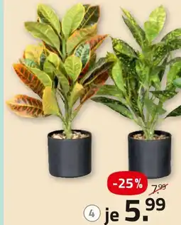 ROLLER Grünpflanze im topf Angebot