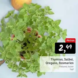 KONSUM Thymian, Salbei, Oregano, Rosmarien Angebot