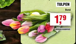 Handelshof TULPEN Angebot