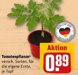 REWE Tomatenpflanze Angebot
