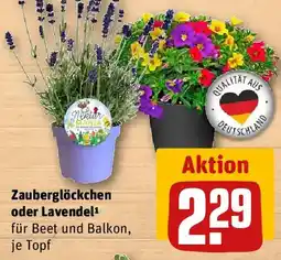 REWE Zauberglöckchen oder Lavendel Angebot