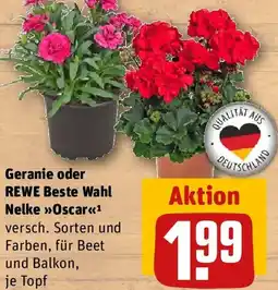 REWE Geranie oder REWE Beste Wahl Nelke Oscar Angebot