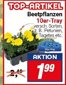 CENTERSHOP Beetpflanzen Angebot