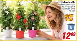 CENTERSHOP Mandeville Angebot