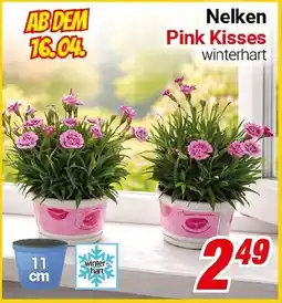 CENTERSHOP Nelken Pink Kisses Angebot