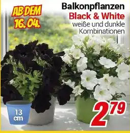 CENTERSHOP Balkonpflanzen Angebot