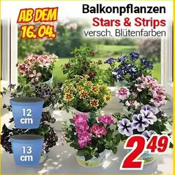 CENTERSHOP Balkonpflanzen Angebot