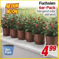 CENTERSHOP Fuchsien Angebot