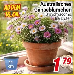 CENTERSHOP Australisches Gänseblümchen Angebot