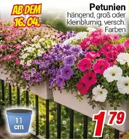 CENTERSHOP Petunien Angebot
