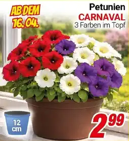 CENTERSHOP Petunien Angebot