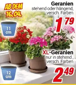 CENTERSHOP Geranien Angebot