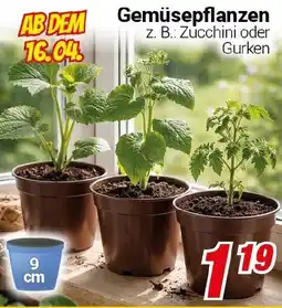 CENTERSHOP Gemüsepflanzen Angebot
