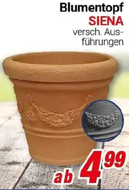 CENTERSHOP Blumentopf Angebot