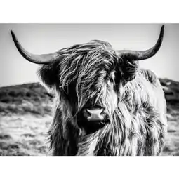 XXXLutz Euroart Leinwand Highland Cow II Angebot